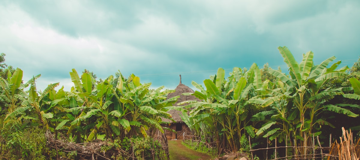 Plantation de bananiers sous un ciel d'orage en zone tropicale